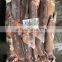 illex squid frozen illex squid price whole round 100-150 150-200 200-300