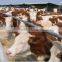 Composting agent for cattle farm to use manure make organic fertilizer