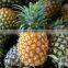 SUPPLY FRESH PINEAPPLE FROM VIET NAM WITH HIGH QUALITY for EXPORT IN NEW CROP 2016
