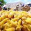 GRADE 2 YELLOW CORN