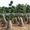 Decoration indoor house plants sale ficus big trees