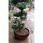 Outdoor bonsai for sale s shape