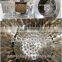 ZH-40 feather plucker machine for birds/Quail (Mob/whatsapp:0086-15266968635)