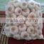 Fresh Garlic White Garlic