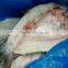 Bulgaria frozen silver carp fish whole fishing for carp