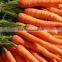 FRESH ORGANIC CARROTS WITH HIGH QUALITY