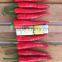 New hybrid F1 Pepper seeds hot and spicy pepper seeds for growing-15HO-27