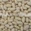BLANCHED PEANUT KERNEL 40/50 INDIAN SUPPLIER