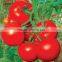 top quality high purity hybrid tomato seeds from china