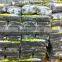 Good Quality Sliced Kelp,sea Kale,dried Laminaria,food Grade