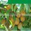 High Quality Good Price NPK Compand Fertilizer 15 5 20