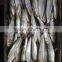 Frozen W/R sardine fish