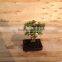 Portulacaria afra ( Jade plant) bonsai ball shape