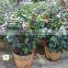 Camellia Japonica Tree Plant