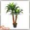 China suppliers small palm trees cycas revoluta price cycas revoluta