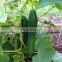 18*18cm Climbing Plant Support cucumber Net