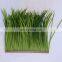 Recyclable Straw Thatch New Design Reed Huts Fireproof Anti-UV Thatch bamboo plastic