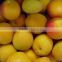Compote Apricots in syrup -20 oz tin (580 ml x 24 tins)