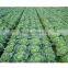 Fresh Cabbage