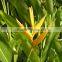 2016 High quality fresh cut Strelitzia reginae and other fresh green fillers from China