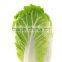 High Quality Fresh Organic Cabbages Good Price Chinese Cabbage for Sale