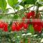 High quality goji berries 280grains/50g