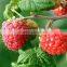 GMP Factory Supply Raspberry Ketone Supplement