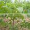 walnut tree seedling