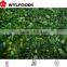 Good price frozen baby oyster mushroom 2016 with Grade A