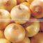 Supply Jinxiang/Gansu Fresh Onion in Low Price