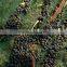 Agriculture HDPE Olive harvest Net