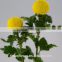 Tropical Chrysanthemum Pompon Mum Yellow Flower For The Elders