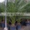 Phoenix Canariensis from 80/100 in 5 liters pot