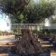 Olive tree "Lechin"- Olea Europaea "Lechin Ejemplar"