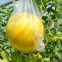 Good Flavor Hybrid Golden Yellow Rind Watermelon Seed