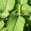 pure patchouly patchouli oil bulk with factory price