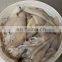 Frozen US America Boston Illex Squid for Export