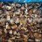 Sinocharm BRC-A approved  Mushroom IQF frozen suillus granulatus cut