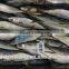 Landing frozen horse mackerel with size 60 - 80