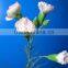 2016 Most popular long stem fresh spray carnations cuttings