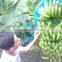 GOOD QUALITY FRESH CAVENDISH BANANA