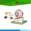 Direct factory supplied normal human eyeball model