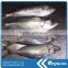 Whole sale frozen round scad fish seafood exporter in China