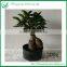 Decoration Live Mini Ficus Tree