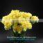 Big yellow Carnation flower high grade fresh cut flowers wholesale from China supplier