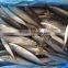 best quality frozen fish (pacific mackerel) big from shidao