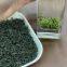 The supply of China's advanced green tea, Enshi natural selenium, selenium rich tea, health tea, from the east of a uniq