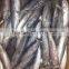 2015 bonito wr seafrozen 100-200g/pc
