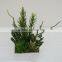 New arrival decorative artificial plants/ succulent plants mixed series
