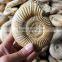 natural snail fossils ammonite fossils for sale